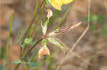 Bird's-foot trefoil